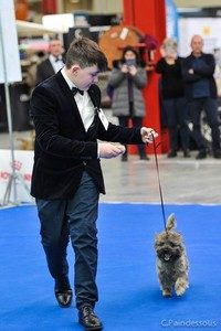 cairn terrier