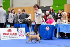 cairn terrier