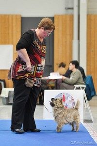 cairn terrier