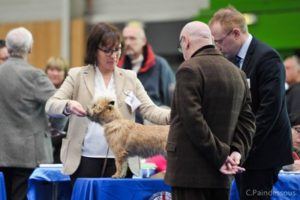 cairn terrier