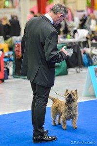 cairn terrier