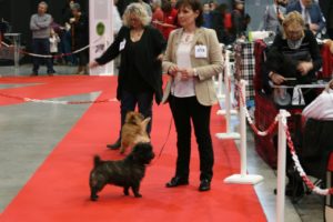 cairn terrier