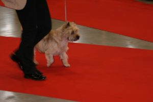 cairn terrier