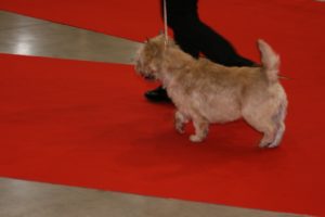 cairn terrier