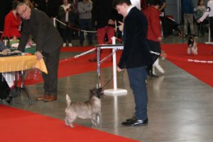 cairn terrier