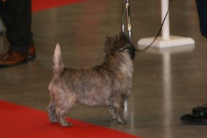cairn terrier