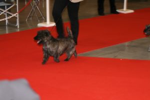 cairn terrier
