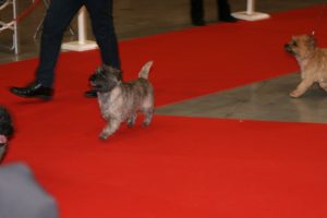 cairn terrier