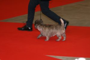 cairn terrier