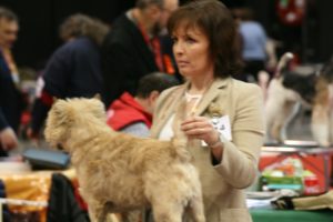 cairn terrier