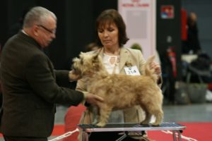 cairn terrier