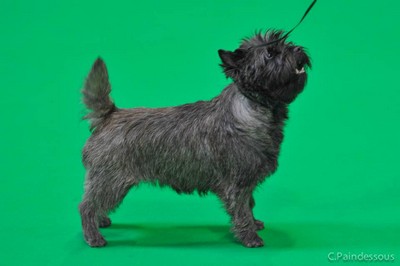 exposition anglaise CRUFTS 2019 Elevage de la Terrardi re