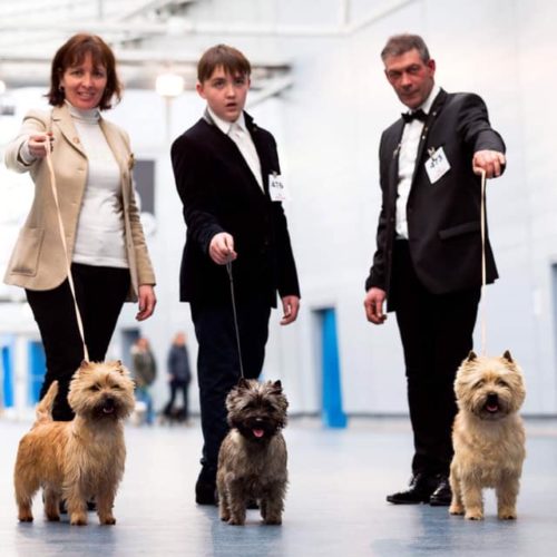 cairn terrier douai 2019