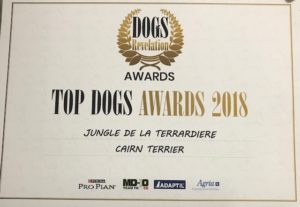 top cairn terrier champion