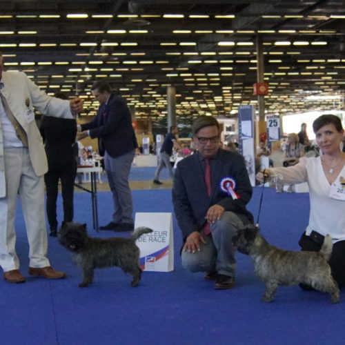 cairn terrier BOB BOS championnat de france (2)