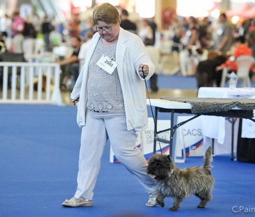 cairn terrier championnat de france nixon (6)