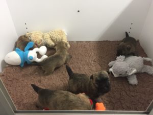 chiot cairn terrier