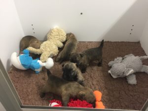 chiot cairn terrier