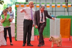 Jungle cairn terrier champion