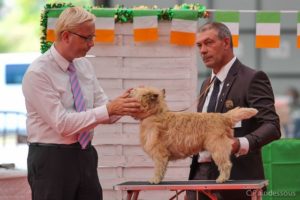 Jungle cairn terrier champion