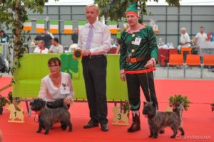 male cairn terrier laiko