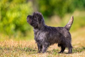 male cairn terrier laiko