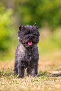 male cairn terrier laiko