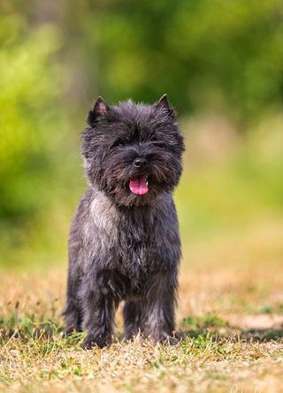 male cairn terrier laiko