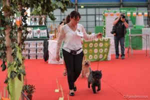 male cairn terrier laiko