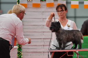 male cairn terrier laiko