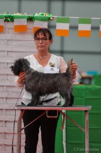 male cairn terrier laiko