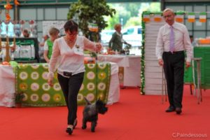 male cairn terrier laiko