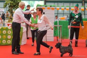 male cairn terrier laiko