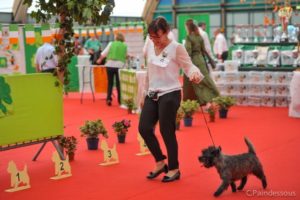 male cairn terrier laiko