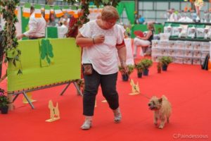 Little girl femelle cairn terrier