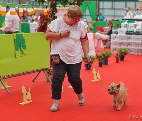 cairn terrier little girl (2)_tn