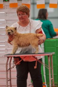 Little girl femelle cairn terrier