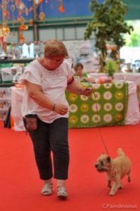 Little girl femelle cairn terrier