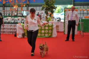 Look at me femelle cairn terrier