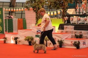 Mew femelle cairn terrier