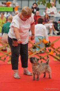Mew femelle cairn terrier