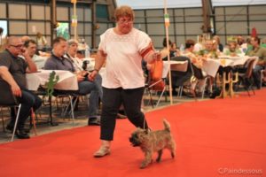 Mew femelle cairn terrier