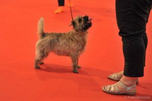 Mew femelle cairn terrier