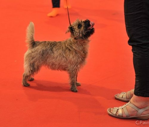 cairn terrier mew travail (9)_tn