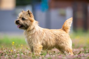 nefertiti femelle cairn terrier
