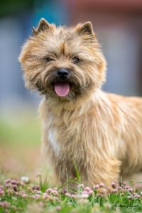 nefertiti femelle cairn terrier
