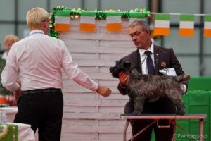 Nicky male cairn terrier