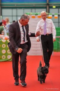 Nicky male cairn terrier