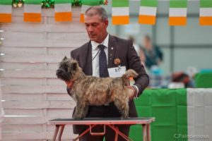 nikita femelle cairn terrier