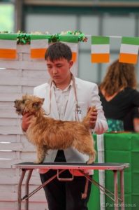 No doubt femelle cairn terrier